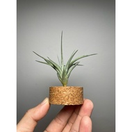 Airplant Tillandsia vernicosa