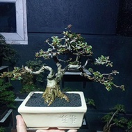 QUALITY bonsai beringin california prosfek
