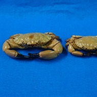 [Xin Baby] Stone Hairy Foot Crab Crab Specimen (Small) Width About 7~cm Single Only 60 Yuan Real Spe