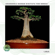 Benih Bibit Biji - Adansonia Baobab Digitata for Bonsai Pohon Asli Madagaskar Afrika Seeds - IMPORT
