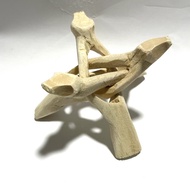 Abalone Shell Wood Support stand