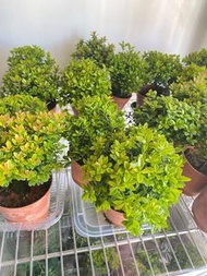 小葉赤楠黃楊盆栽盆景植物｜喜陽耐陰｜隨機發貨｜現貨