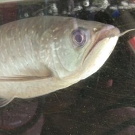 ikan arwana jardini 30cm