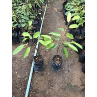 Anak Pokok Durian Monthong / D159 Hybrid