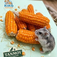 Hamster Bites Dried Corn
