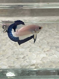 BETTA BLUE RIM PAIR FROM THAILAND ( HIGH GRADE)
