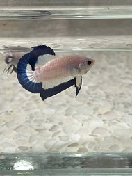 BETTA BLUE RIM PAIR FROM THAILAND ( TOP QUALITY)