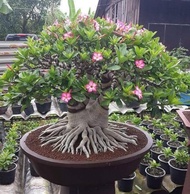 Bibit Tanaman Bunga Adenium Cabang Seribu Bahan Bonsai Bonggol Besar