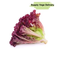 Lettuce Red Coral / 红生菜