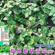 Lying Down Purple Rod Coriander Seeds Old Varieties Coriander Seeds Small Leaves Fragrant Type Coria