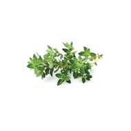 MMMM! Fresh Thyme (3pkts x 15g)