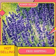 ENGLISH / FRENCH LAVENDER SEED {FREE SHIPPING}