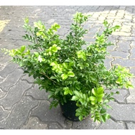 Murraya Paniculata 'Min A Min'/Dwarf Murraya/Orange Jasmine/Outdoor Plants