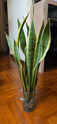 金邊虎尾蘭水培