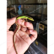 KADAL RUMPUT~ORONG ORONG~GRASS LIZARD~PANJANG 29 CM~PER EKOR