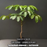 tanaman hias indoor Walisongo ukuran besar #gratisongkir