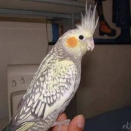 Promo!! telur burung Falk parkit mutiara 100% fertil siap tetas // telur burung siap tetas // telur