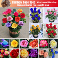 [Biji Benih Bunga Rose Jepun] Rainbow Rose Seeds for Planting (Mixed 100 Seeds/pack) Rose Flower See