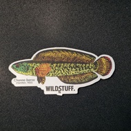 Channa BARCA FISH STICKER