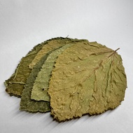 *Free Shipping* Taiwan Organic Mulberry Leaves - 10 leaves in a pack (leaf litter)