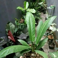 Tanaman hias anthurium lynette - antorium linet