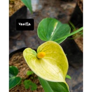 DWARF TULIP ANTHURIUM DWARF