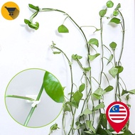 MK2 10pcs Plant Climbing Wall Fixture Clips / 10Pcs Invisible Wall Vines Fixture / Wall Sticky Hook 