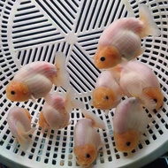 ranchu sapi calico