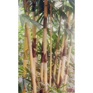 Buluh Lemang Kuning Halaman