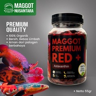 Maggot Nusantara Premium Red + Astaxanthin to Increase Fish Color Like Koi Arowana Channa Louhan Gol