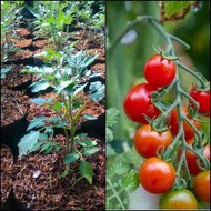 Tanaman Tomat Cherry / Bibit Tomat