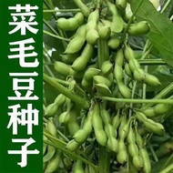 现货绿宝石毛豆种子中晚熟大粒青毛豆非豆子大全各种各样Emerald Edamame Seeds: Mid-to-Late Season, Large-Seed Green Edamame2026032