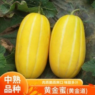 Golden Sweet Melon Seeds Thin Skin Yellow Skin Melon Golden Melon Spring Summer Autumn Balcony Outdo