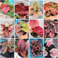 Part 2/4 : Pokok Keladi Caladium Baka Thai Breed hybrid biji benih rare real plant