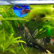 Shelter for Betta Fish, Molly Fish, 7-color Fish