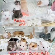 Impor Hamster Syrian Import Sirian Cincila Imut Lucu Boneka Panda Bear