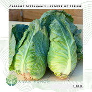 (10 Biji) Benih Bibit Biji - Cabbage Offenham 2 Kubis Hijau Cuciwis Seeds - IMPORT