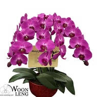 4 phalaenopsis in 1 pot Birthday / Wedding / Housewarming / Thankyou Gift