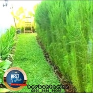 tanaman hias pagar cemara air/bibit pohon pengganti pagar cemara air/adas wangi