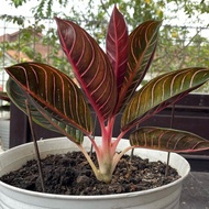 Bonggolan Aglonema Red Pride Of Sumatra