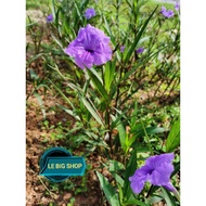 Pokok bunga Mexican petunia ruellia/Ungu/purple