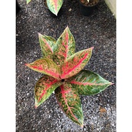 Promo...!!! Aglaonema tiara merah Murah