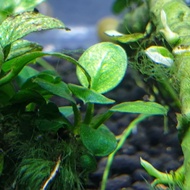 Anubias pinto Order