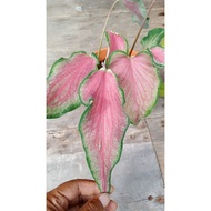 KELADI / CALADIUM IMPORT RARE