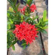 SNT / pokok ixora  merah chinensis / pokok landscape / pokok tahan panas