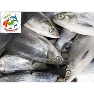 SEAFOODS FRESH BANGUS 2 pcs (milk fish)1kg