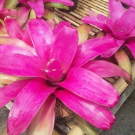 tanaman hias bromelia pink grass