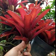 Tanaman hias bromelia merah dewasa / bromeliad fireball pohon hidup