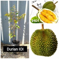 ANAK POKOK DURIAN IOI (D168) (MAS MUAR) (Kahwin) by MGL PLANT