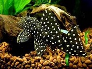 [Livestock] L201 Pleco ( Orinoco Angel Pleco ) (around 1.5inch ) | Simply Aquatics | Aquatic Fish | Aquarium |Small Medium Pet Fishes | Live Fish Pets